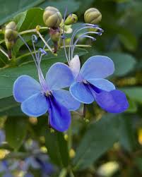 Image result for Rotheca myricoides