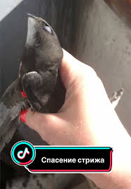 Результат пошуку зображень за запитом "стриж"