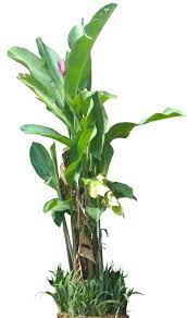 Musa Ornatal01 Png 590 1000 Plants Tropical Plants Trees To Plant