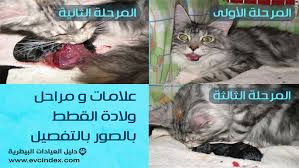 علامات ولادة القطط بالصور كيف اعرف ان القطة انتهت من الولادة دليل العيادات البيطرية دكتور بيطري بين يديك