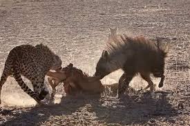Cheetah Vs Hyena Cheetah Vs Hyena Fight To Death Felinos Animales Grandes Felinos