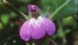 Image result for Justicia petiolaris