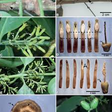 Image result for Agelanthus sansibarensis
