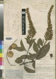 Image result for Combretum celastroides