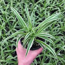 Image result for Chlorophytum africanum