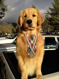 Whether they're taking walks, playing fetch, or enjoying visitors at your home. Golden Retriever Named Mueller Is Mayor Of Southern California Town Abc News