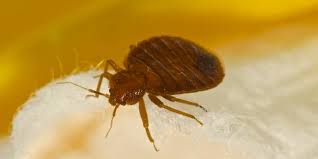 Pest control & lawn treatment in south jacksonville, fl for homes & businesses. Bed Bug Control In Fl Ga Al Knox