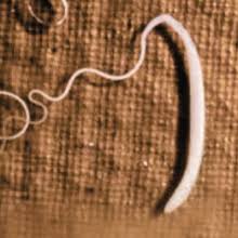 Informasjon og gode råd om forstoppelse finner du her. Hva Er De Vanligste Parasittene Hos Hunder The Parasite Party