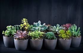 Best Grow Lights For Succulents 2020 Reviews