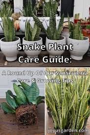 You can buy them in 4, 6, 8, 10, 12, and 14″ grow pots. Sansevieria Snake Plant Care Guide Joy Us Garden
