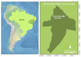 Image result for Sclerocarpus africanus