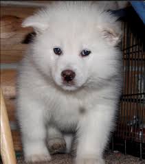 Under $10 · world's largest selection · we have everything Alaskan Malamute White Puppy Pets Lovers