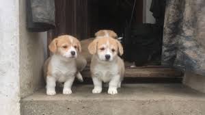 Welcome to northern star corgis. Pembroke Welsh Corgi Puppy Dog For Sale In Bakersfield California