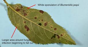 Image result for Blotiella