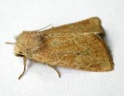 Image result for Photedes fluxa