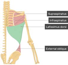 Strong lats help you use your arms to pull your body weight up. Latissimus Dorsi Muscle Attachments Action Innervation