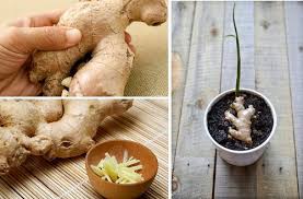 Comment Faire Pousser Du Gingembre Chez Soi Ameliore Ta Sante Faire Pousser Du Gingembre Cultiver Du Gingembre Jardinage