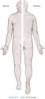 65. Skin Tension Lines || Langer'S Lines || Krassil'S Lines - Youtube