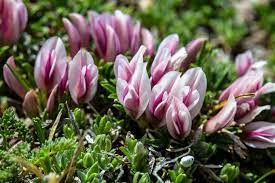 Dwarf Clover Trifolium Nanum Plant Fungus Alpine Plants Planting Flowers