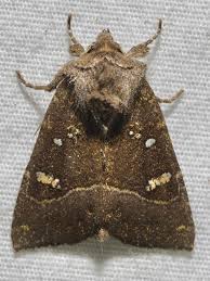 Image result for Hypolytrum pynaertii