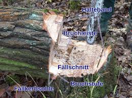 September ist das fällen von bäumen in der regel verboten. Falltechnik Wikipedia