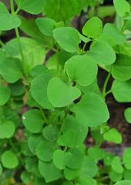 Image result for Drymaria