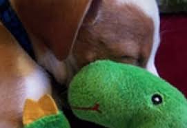Other kokomo pet stores & pet services. 4 Precious Paws