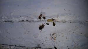 We did not find results for: Metode De Dezinsectie Pentru Combaterea Gandacilor De Bucatarie Acarom