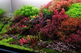 Image result for Rotala filiformis