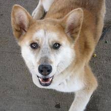 Dog Friendly Florence, KY