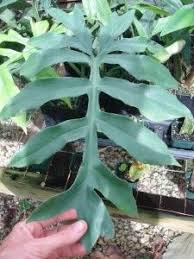 Philodendron Distantilobum Nse Tropicals Unusual Plants Plants Philodendron
