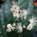 Image result for Petersianthus macrocarpus