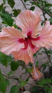 Hibiscus Flowers In Our Yard Moving To Costa Rica Jungle Life Hibiscus Flowers