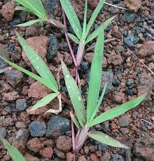 Image result for Paspalum conjugatum