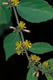 Image result for Triumfetta trichocarpa