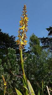 Image result for Wachendorfia