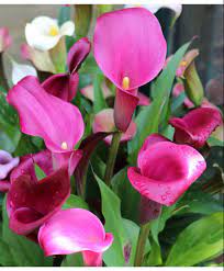 Callalily Calla Lily Flowers Calla Lily Wholesale Fresh Flowers