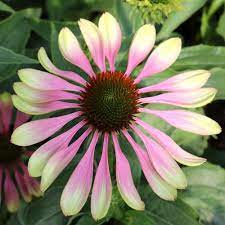 We did not find results for: Cottage Farms Direct Perennials Green Twister Coneflower 2pc