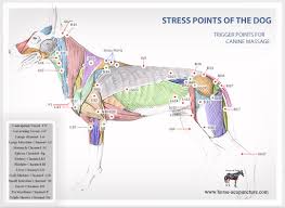 canine acupuncture acupressure points and meridians charts