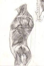 Well you're in luck, because here they come. Superficial Muscles Of The Torso Side View By Fabricew On Deviantart