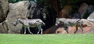 There are 11 different types of zebra. Zebra Scale Training North Carolina Zoo