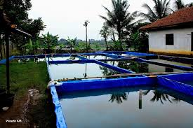 Cara Mudah Budidaya Ikan Gurame Dalam Kolam Terpal Agribisnis Co Id