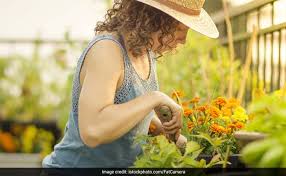 Последние твиты от journal home/garden (@ej_homegarden). Home Gardens May Help Deal With Food Insecurity And Health Problems Ndtv Food