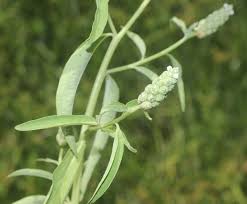 Image result for Sphenoclea zeylanica