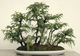 Penjing Galeria 1 Aido Bonsai