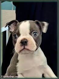 We breed to produce the very best pet and companion boston terrier puppies. Spanky S Boston Terrier Puppies For Sale Start With Awesome Boston Terrier Moms