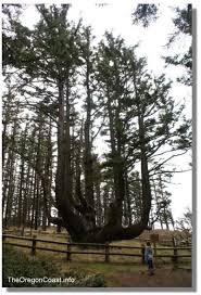 Octopus Tree Oregon Coast Pacific City Oregon Oregon Coast Tillamook Oregon