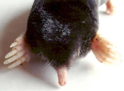 Living with wildlife: Moles | Washington Department of Fish & Wildlife