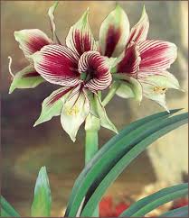 Amaryllis plants grow from bulbs that require a dormant period. Pin On Gardening