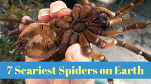 Check spelling or type a new query. 7 Scariest Spiders Youtube